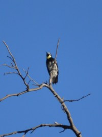 acorn woodpecker