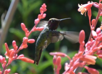 allen's hummingbird-2