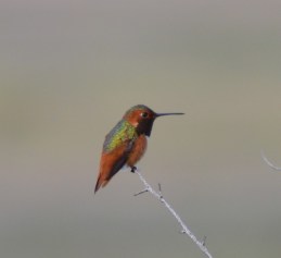 Allen's Hummingbird