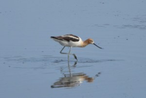 American Avocet