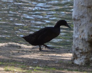 American Black Duck