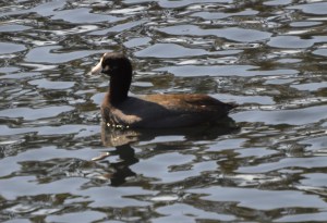 American coot 3