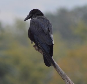 american crow