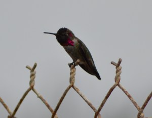 annas hummingbird