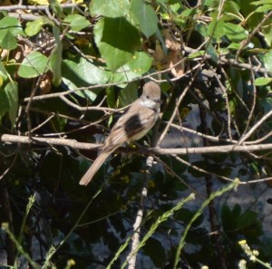 ash throated flycatcher