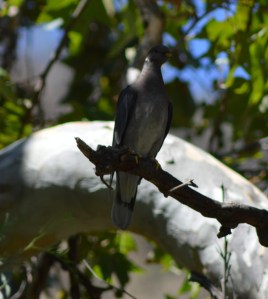 Band-Tailed Pigeon