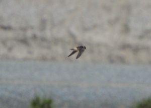 Barn Swallow-2