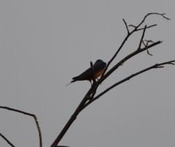 Barn Swallow