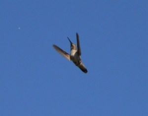 Black chinned hummingbird