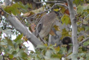 Black Crowned Night Heron