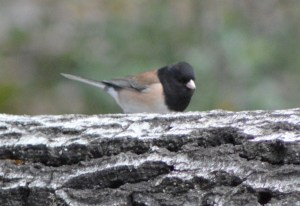 black eyed junco