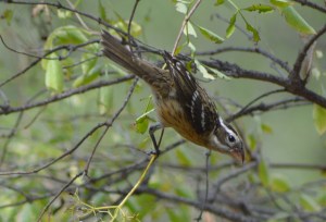Black Headed Grossbeak