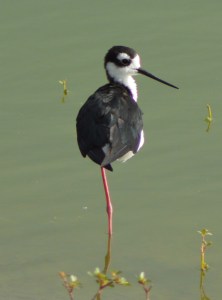 Black necked Stilt