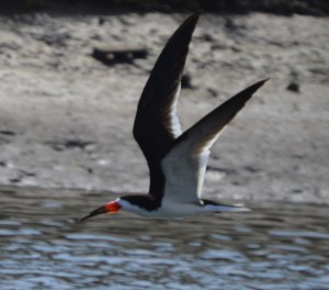 black skimmer