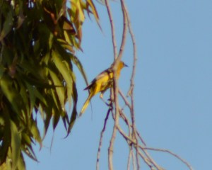 Bullocks oriole
