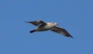 california gull