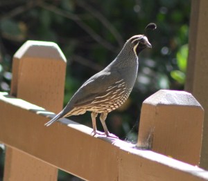 California Quail