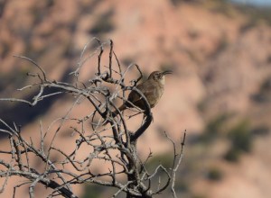 california thrasher