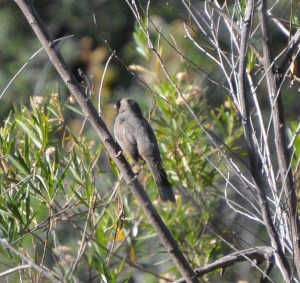 california towhee