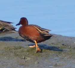 Cinnamon Teal