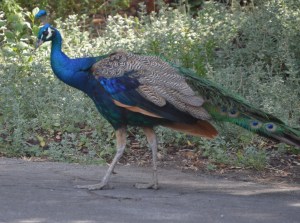 Common Peafowl