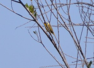 Common Yellowthroat