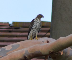 Coopers Hawk