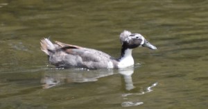 Crested Blue Swedish Duck