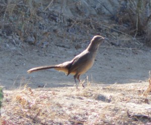 Curve-billed Thrasher