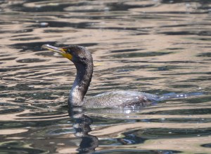 Double Crested Cormorant