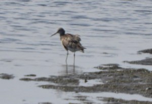dowitcher