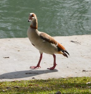 egyptian goose