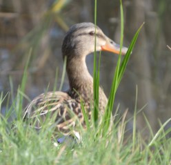 female mallard