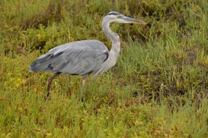 Great Blue Heron