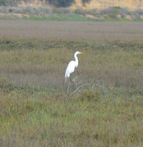 great egret