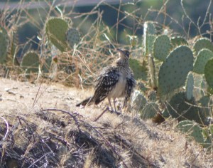 Greater Roadrunner