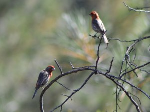 house finch 2
