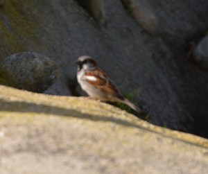 house sparrow