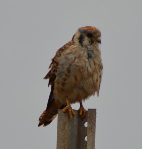 Kestral