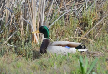 male mallard