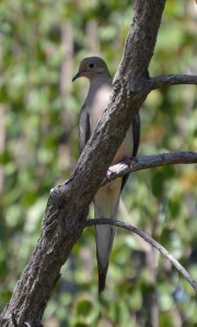 mourning dove