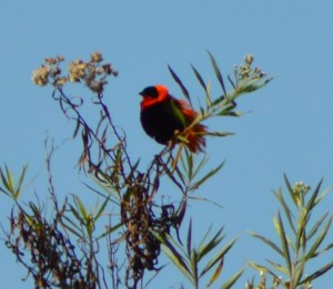 orange bishop
