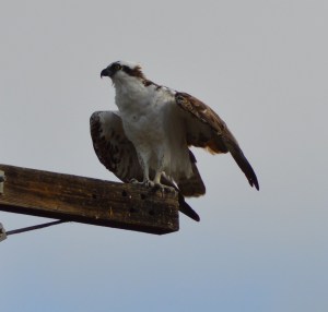 Osprey
