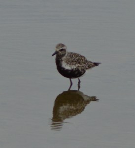 Pacific Golden Plover