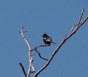 Phainopepla