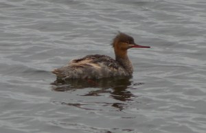Red Breasted Merganser