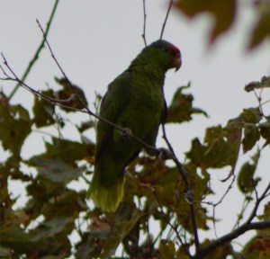 Red Crowned Parrot