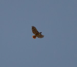Red Tailed Hawk