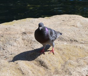 rock pidgeon