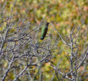 Ruby Throated Hummingbird